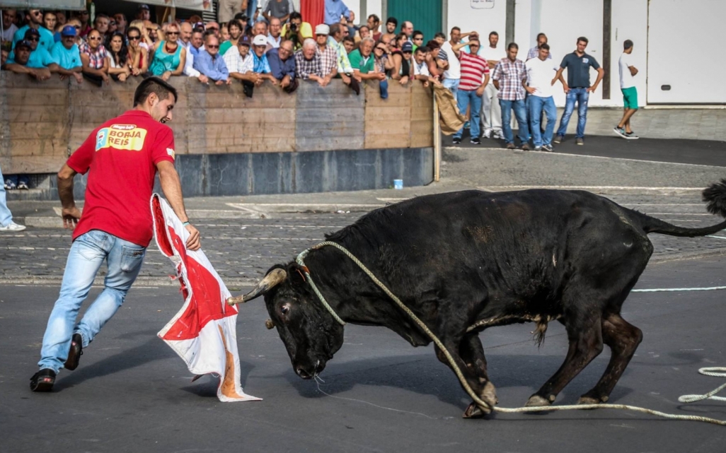 Ganadeiros satisfeitos com retoma das touradas à corda na ilha Terceira