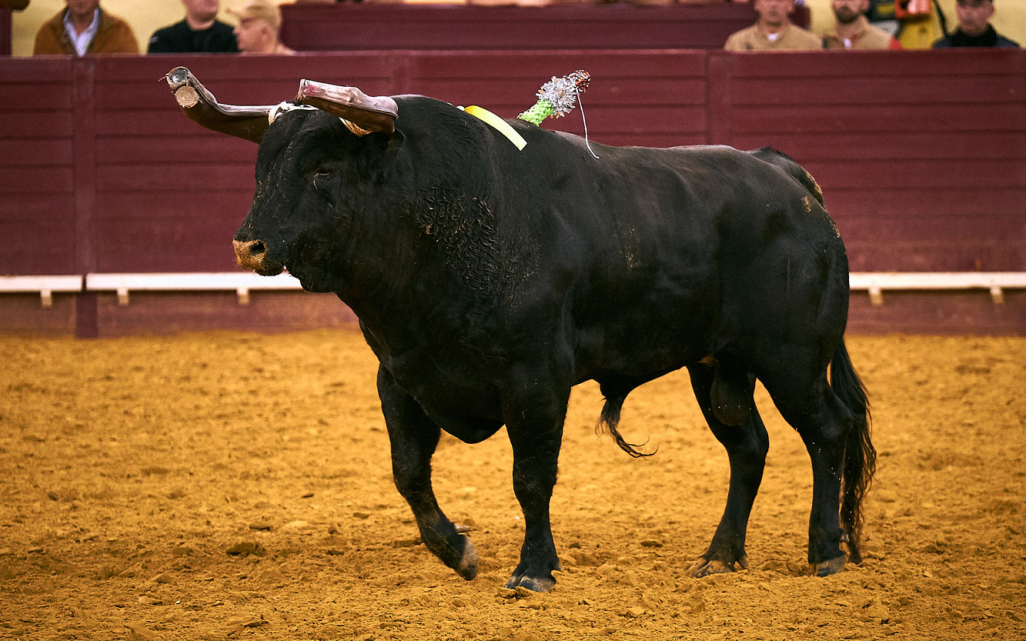 7c-5-abril-campo-pequeno